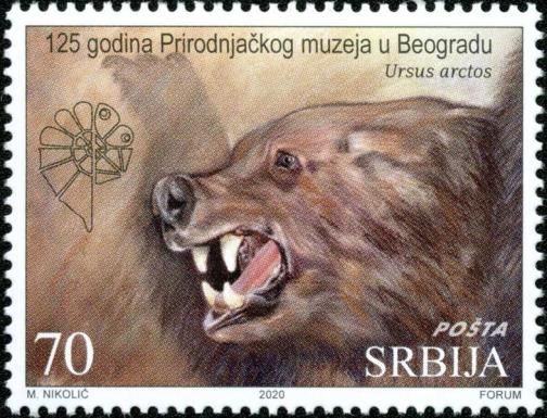 Last Bear of Mount Jastrebac (Ursus arctos)