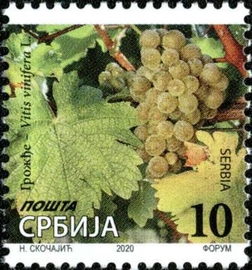 Grapes, Vitis vinifera L.