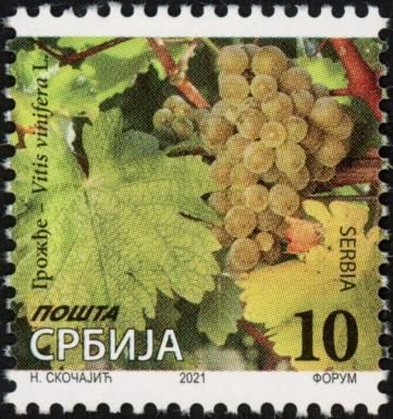 Grapes, Vitis vinifera L. (2021)