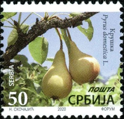 Pear, Pyrus domestica L.