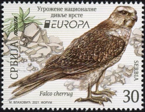 Saker Falcon (Falco cherrug)