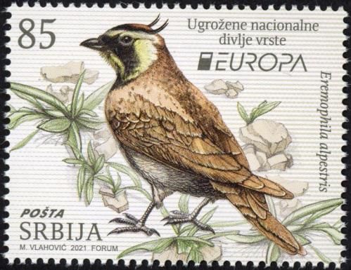 Shore Lark (Eremophila alpestris)