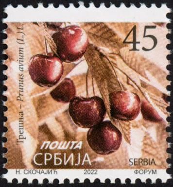 Cherry (Prunus avium (L.) L.)
