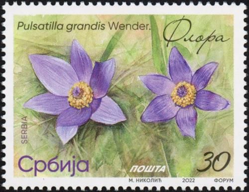 Greater Pasque Flower (Pulsatilla grandis Wender)