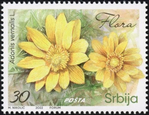 Pheasant's Eye (Adonis vernalis L.)