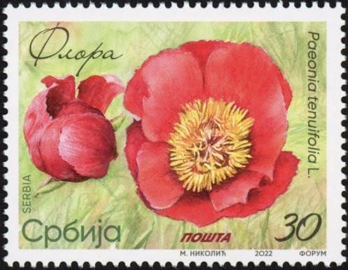 Fernleaf Peony (Paeonia tenuifolia L.)