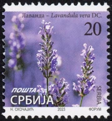 Lavender (Lavandula vera)