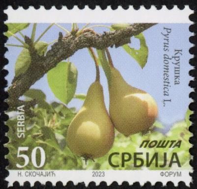 Pear, Pyrus domestica L. (dated 2023)