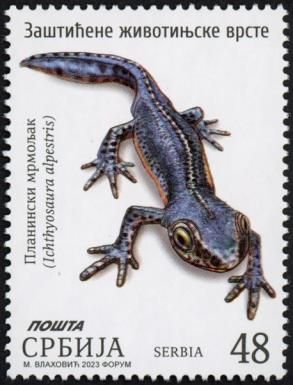Alpine Newt (Ichthyosaura alpestris)