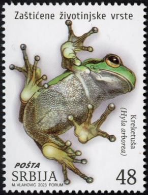 European Tree Frog (Hyla arborea)