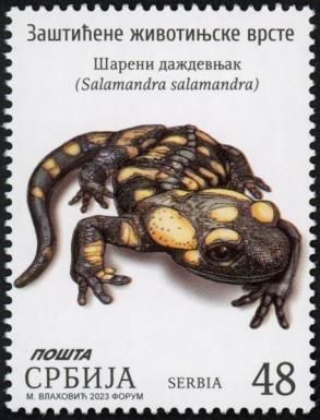 Fire Salamander (Salamandra salamandra)