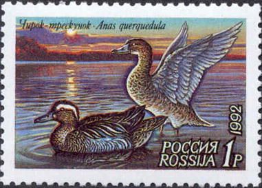 Garganey (Anas querquedula)