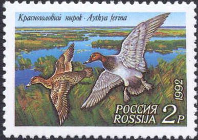 Common Pochard (Aythya ferina)