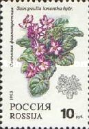 African Violet (Saintpaulia ionantha hybrida)