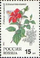 Chinese Hibiscus (Hibiscus rosa-sinensis)