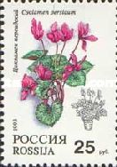 Persian Cyclamen (Cyclamen persicum)
