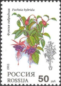 Hybrid Fuchsia (Fuchsia hybrida)