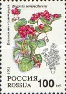 Wax Begonia (Begonia semperflorens)