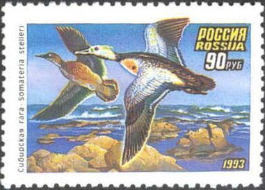 Steller's Eider (Polysticta stelleri)