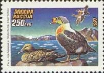King Eider (Somateria spectabilis)