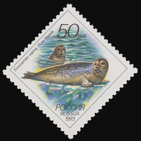 Ringed Seal (Pusa hispida)