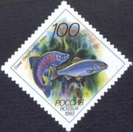 Cherry Salmon (Oncorhynchus masu)