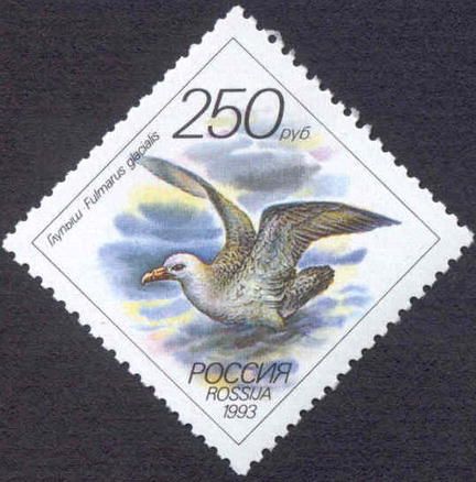 Northern Fulmar (Fulmarus glacialis)
