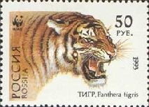 Siberian Tiger (Panthera tigris altaica)