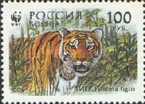 Siberian Tiger (Panthera tigris altaica)