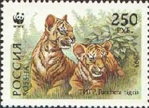 Siberian Tiger (Panthera tigris altaica)
