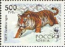 Siberian Tiger (Panthera tigris altaica)