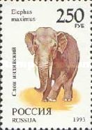 Asian Elephant (Elephas maximus)