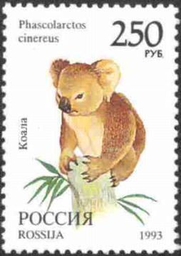 Koala (Phascolarctos cinereus)
