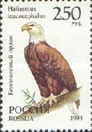 Bald Eagle (Haliaeetus leucocephalus)