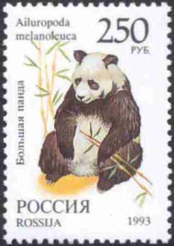 Giant Panda (Ailuropoda melanoleuca)