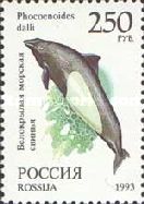 Dall's Porpoise (Phocoenoides dalli)