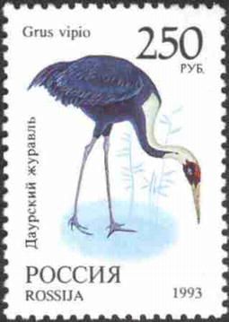 White-naped Crane (Grus vipio)