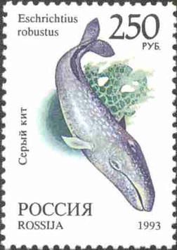 Grey Whale (Eschrichtius robustus)