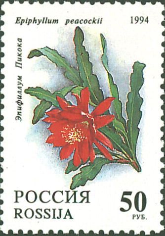 Epiphyllum peacockii
