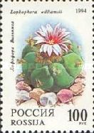 Lophophora williamsii