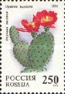 Opuntia basilaris
