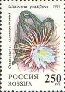 Selenicereus grandiflorus
