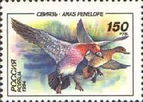 European Wigeon (Anas penelope)
