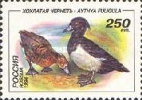 Tufted Duck (Aythya fuligula)