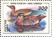 Baikal Teal (Anas formosa)