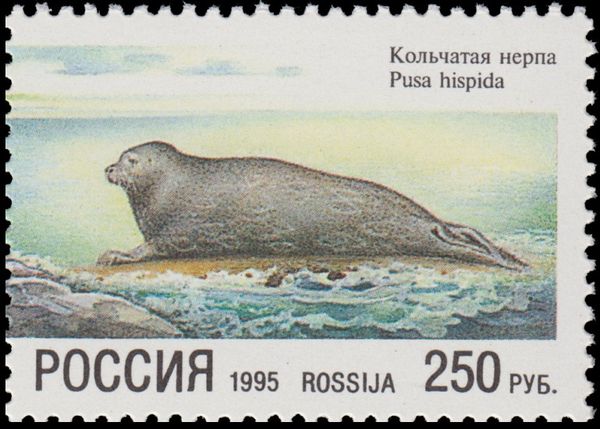 Ringed Seal (Pusa hispida)