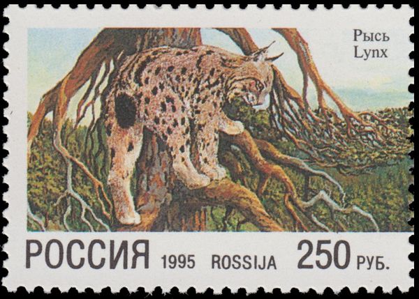 Eurasian Lynx (Lynx lynx)