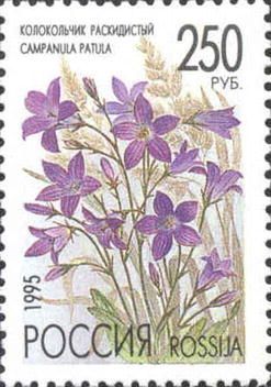 Spreading Bellflower (Campanula patula)