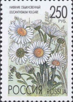 Ox-eye Daisy (Leucanthemum vulgare)