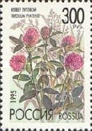 Red Clover (Trifolium pratense)